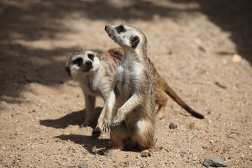 Fototapeta premium Meerkat (Suricata suricatta)