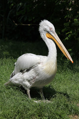 Dalmatian pelican (Pelecanus crispus)