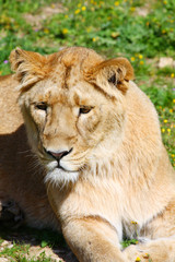 Obraz na płótnie Canvas Lioness
