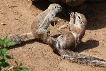 Cape ground squirrel (Xerus inauris).