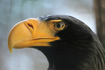 Steller's sea eagle (Haliaeetus pelagicus).