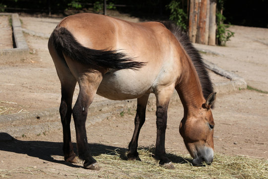Przewalski's horse (Equus ferus przewalskii).