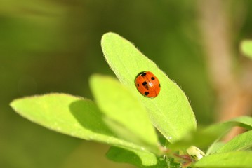 божья коровка