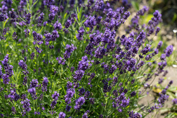 Fototapeta premium Garden with the flourishing lavender