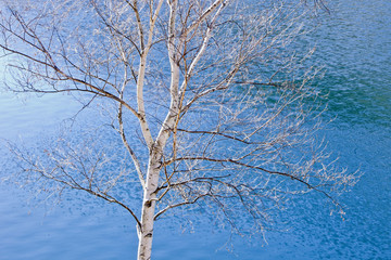 冬の白樺／落葉した白樺が冬の寒々しさを感じる