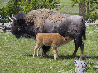Bison Calf Nursing