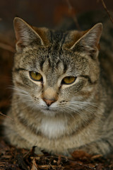 Cat and it¨s surorunding