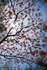 royal poinciana