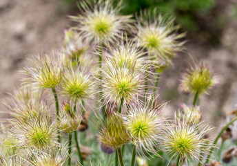 flower of the pasqueflower in the garden