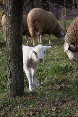 Naklejka na ściany i meble Shy white lamb hiding behind a tree with sheep in the background.