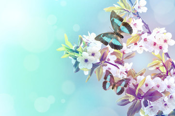 Fototapeta na wymiar Two butterflies on a blooming branch