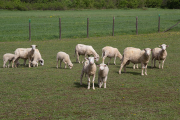 Herd of sheep in the field, surrounded by fence.