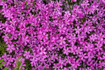Aubrieta cultorum - pink or purple small flowers