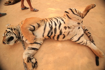 Szczęśliwy tygrys © grafffik