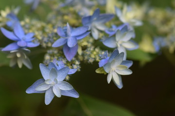 アジサイ（剣の舞）