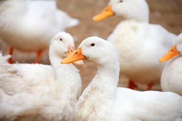 Close up shot of many white ducks