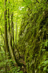 Obraz premium rock covered with moss and trees