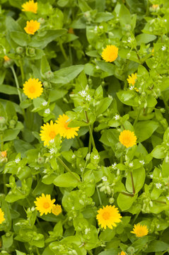 Yellow daisis and chickweed