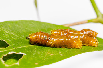Third instar caterpillar of banded swallowtail butterfly