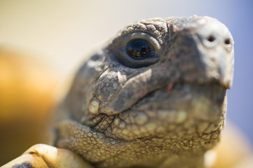 Testudo hermanni tortoise head