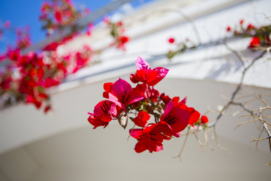 Red Greek colors curls roses on a white wall. Shallow depth of field