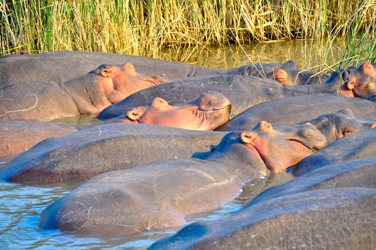 Hippopotamuses Sleeping in the Water, Saint Lucia Lake, Kwazulu
