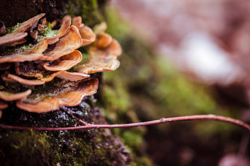 mashroom forest nature  landscape