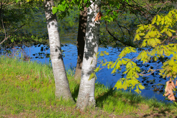 Fototapeta premium Lush green trees by pond