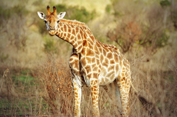 Giraffe, Kwazulu Natal, South Africa