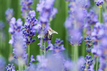 Lavendel mit Biene