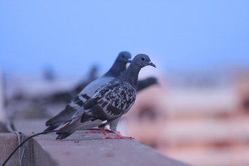Pigeons on the wall