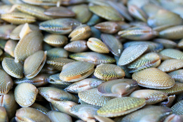 Obraz premium Fresh shellfish at the market