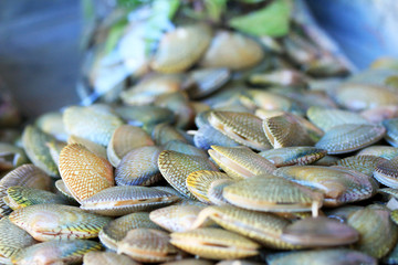 Fresh shellfish at the market © oilslo