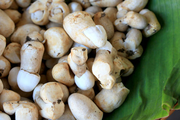 mushrooms fresh in the market.
