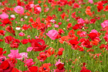 ポピー畑/Poppy field