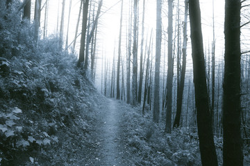 Forest walking trail in misty morning