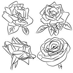 Black and white roses sketches