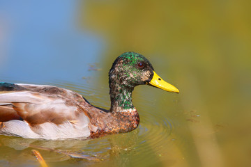 Close up shot of colorful mallard duck