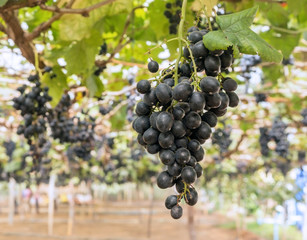 Bunch of black grape in the vineyard