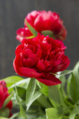 Red Peonies