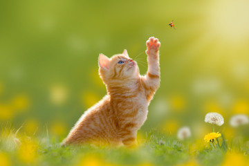 Junge Katze/Kätzchen jagd einen Marienkäfer - obrazy, fototapety, plakaty