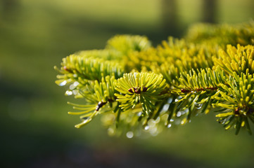 Fir branches close-up