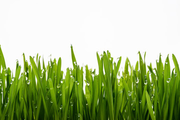 Fototapeta na wymiar green grass and dew