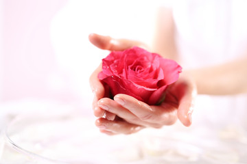 Piękna i delikatna, kobiece dłonie z kwiatem czerwonej róży