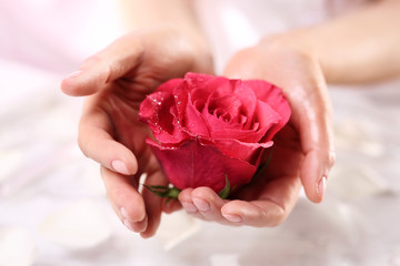 Czerwona róża, symbol piękna