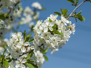 Blooming apple tree twig.