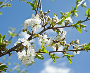 Blooming cherry tree twig.