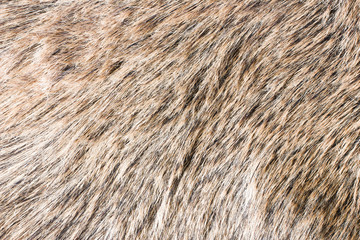 Boar fur texture.