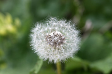Dandelion