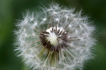 Fototapeta premium Dandelion